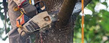 Best Tree Mulching Services  in Biddeford, ME