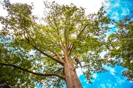 Best Tree Planting Services  in Biddeford, ME