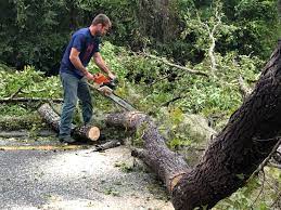 Reliable Biddeford, ME  Tree Services Solutions