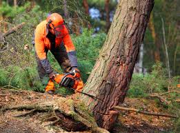 Best Storm Damage Tree Cleanup  in Biddeford, ME