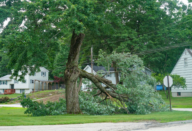 Best Residential Tree Removal  in Biddeford, ME